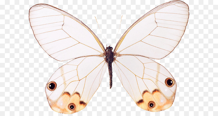 Nymphalidae，Pieridae PNG