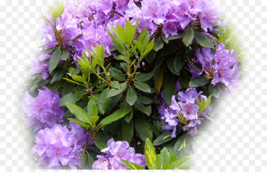 Rhododendron，ไม้พุ่ม PNG