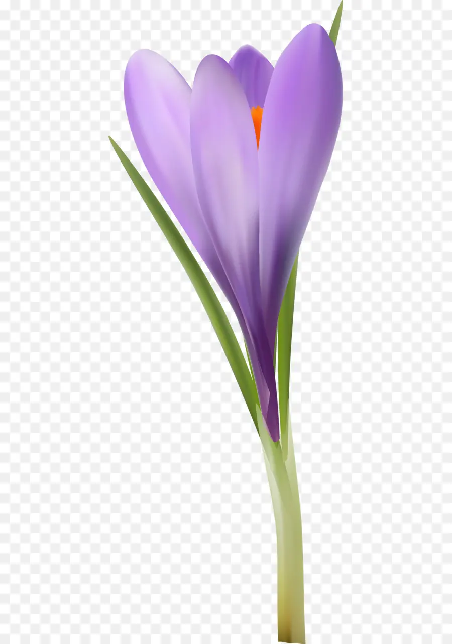 ดอกไม้ Crocus，สีม่วง PNG