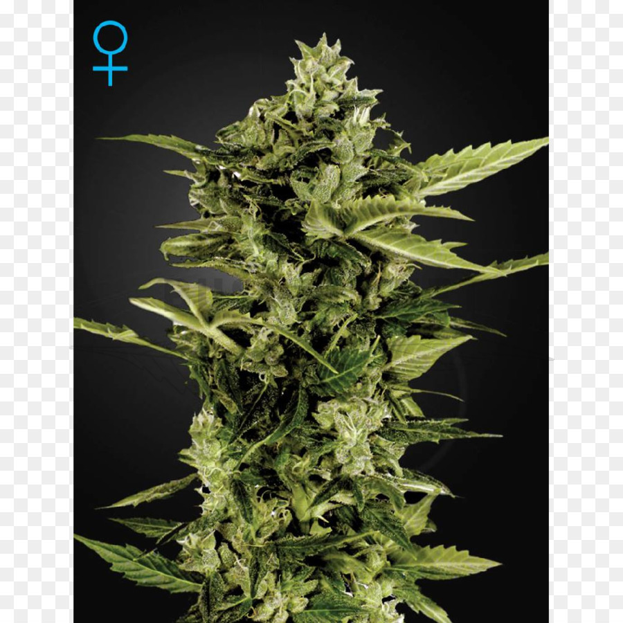 Autoflowering กัญชา，ขนสกังค์ PNG