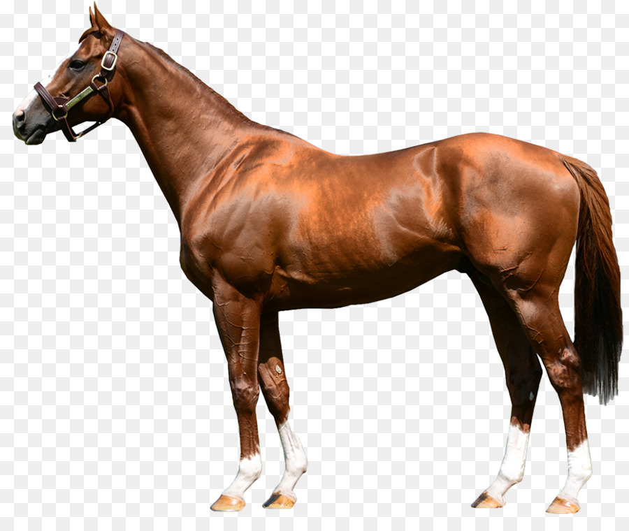 ม้า，ม้าอาหรับม้า PNG