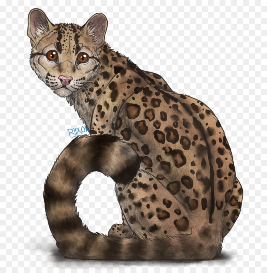 แคลิฟอร์เนียสปุ่ง，Ocicat PNG