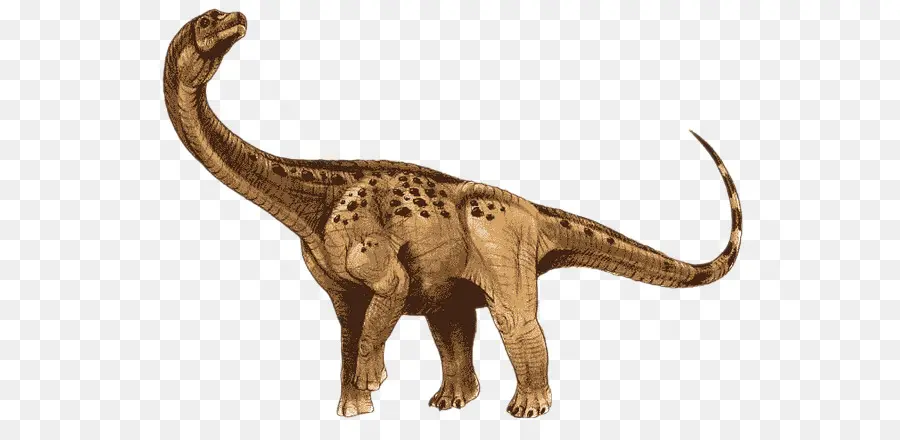 แอนตาร์กโตสรารัส，Apatosaurus PNG