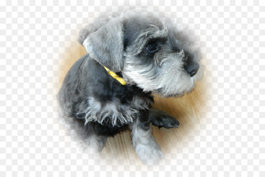 ตุ๊กตาจำลอ Schnauzer，เชสเทร์เรียร์ PNG