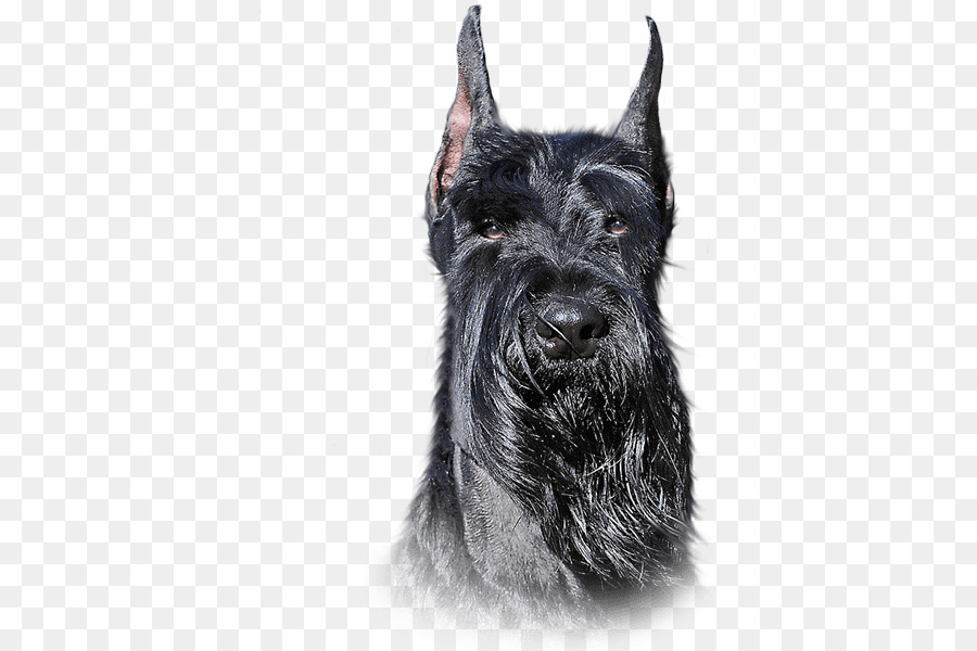 ตุ๊กตาจำลอ Schnauzer，สก๊อตโทรจากปารีส Terrier PNG