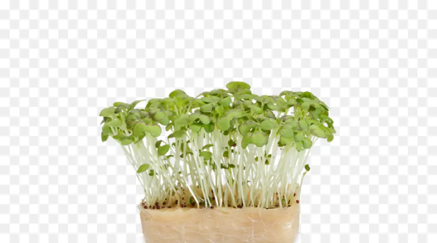 Microgreens，ต้นกล้า PNG