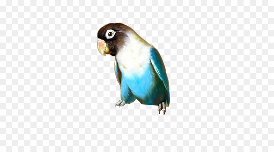 Budgerigar，อวัยวะ PNG