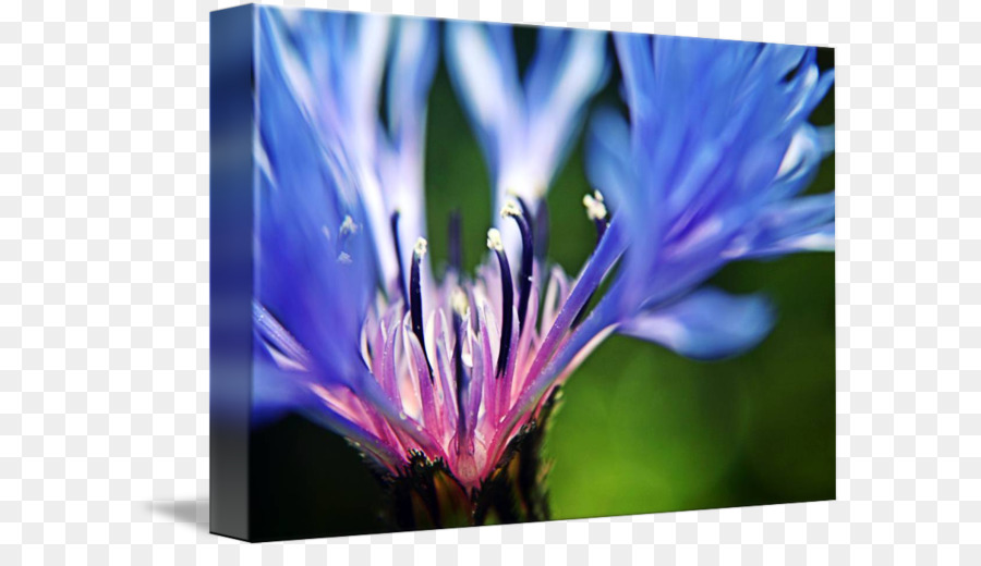 Cornflower，Cornflower สีน้ำเงิน PNG