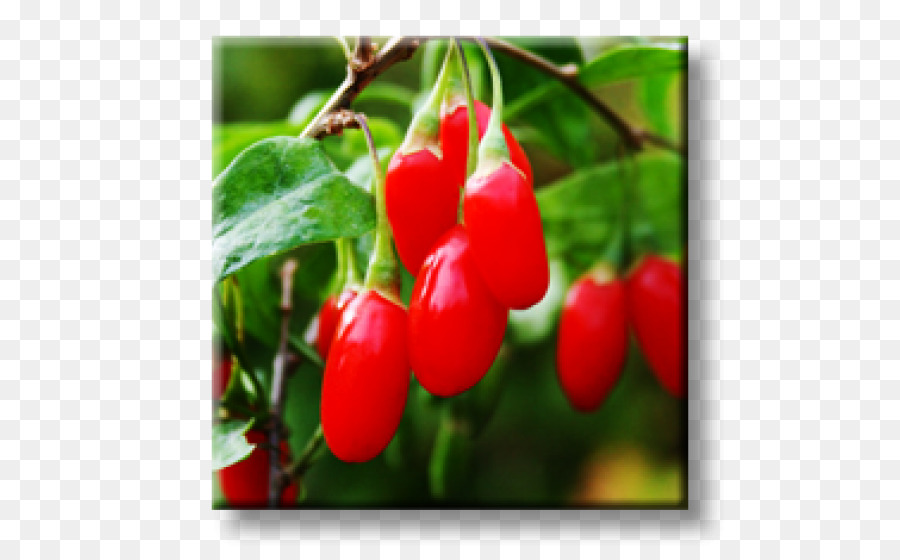 Goji Berries，สีแดง PNG