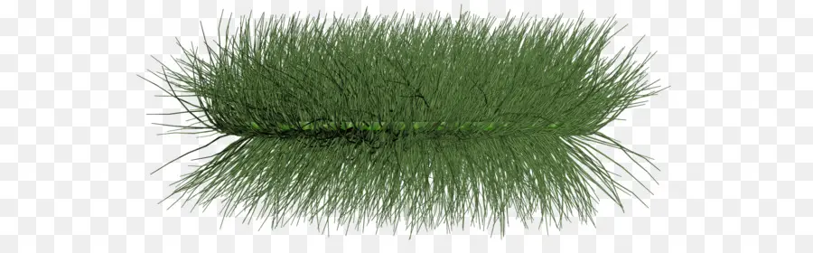 Aquatic ต้นไม้，หญ้า PNG