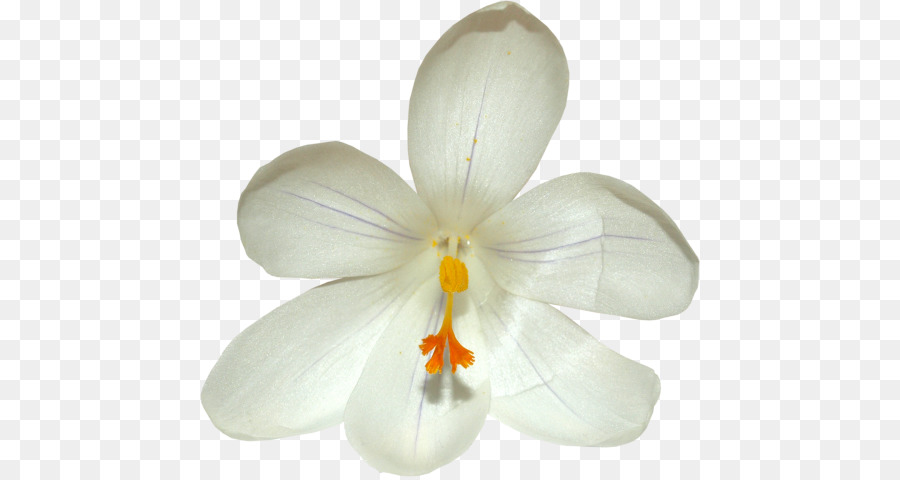 ฤดูใบไม้ร่ Crocus，กลีบ PNG