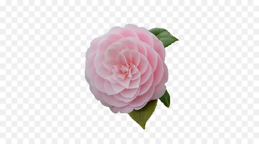 คา，ดอกไม้สีชมพู PNG