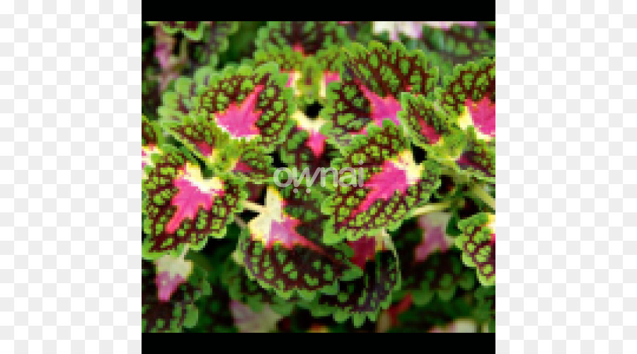 Coleus，Solenostemon PNG