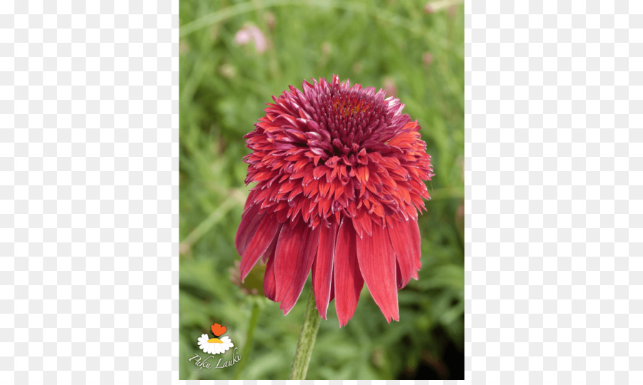 ผ้าห่มดอกไม้，Coneflower PNG