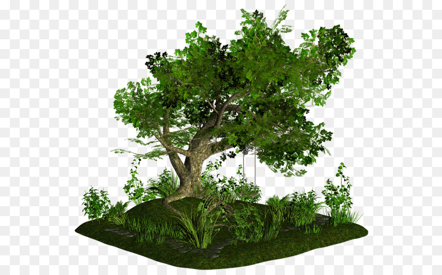 บอนไซ，ต้นไม้ PNG