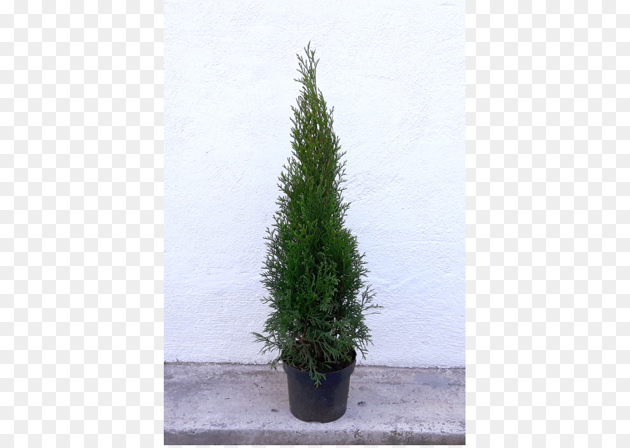 แต่，Arborvitae PNG