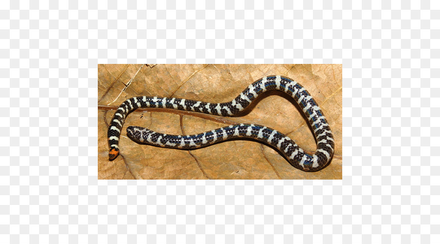 โบอา Constrictor，งู PNG