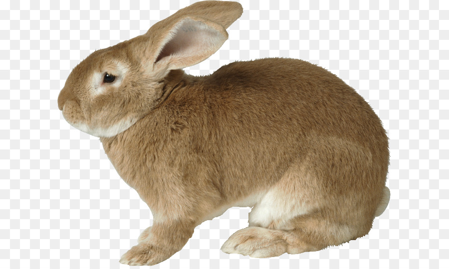 กระต่าย，ยุโรปกระต่าย PNG