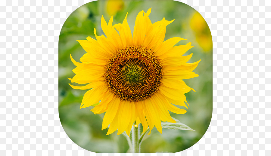 เหมือนกัน Sunflower，ดอกไม้ PNG