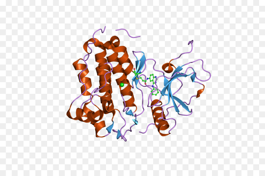 Epidermal การการเจริญเติบโตของปัจจั Receptor，ไคไทโรซีน PNG