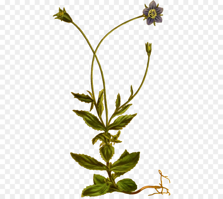 ดอกไม้，Herbalism PNG