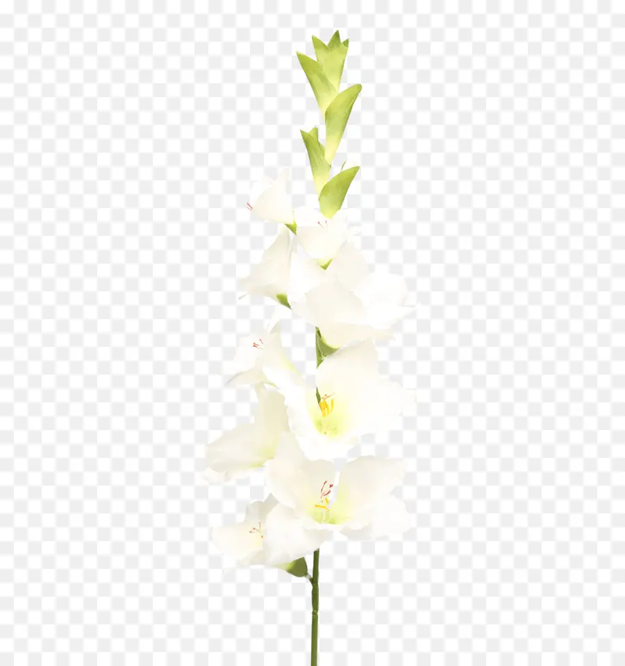 Gladiolus สีขาว，เบ่งบาน PNG