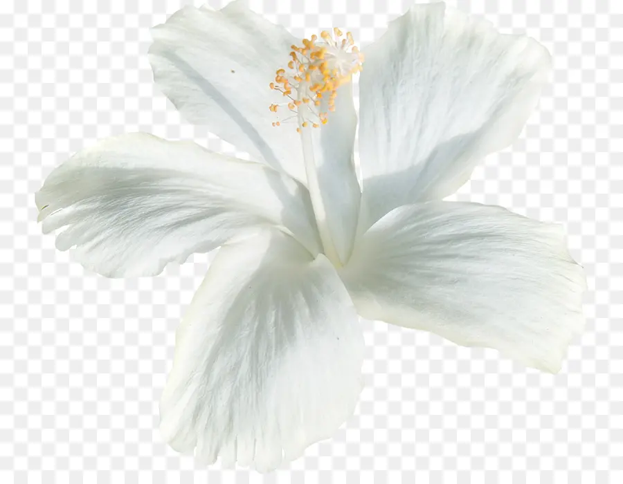 สีขาว，ดอกไม้ PNG