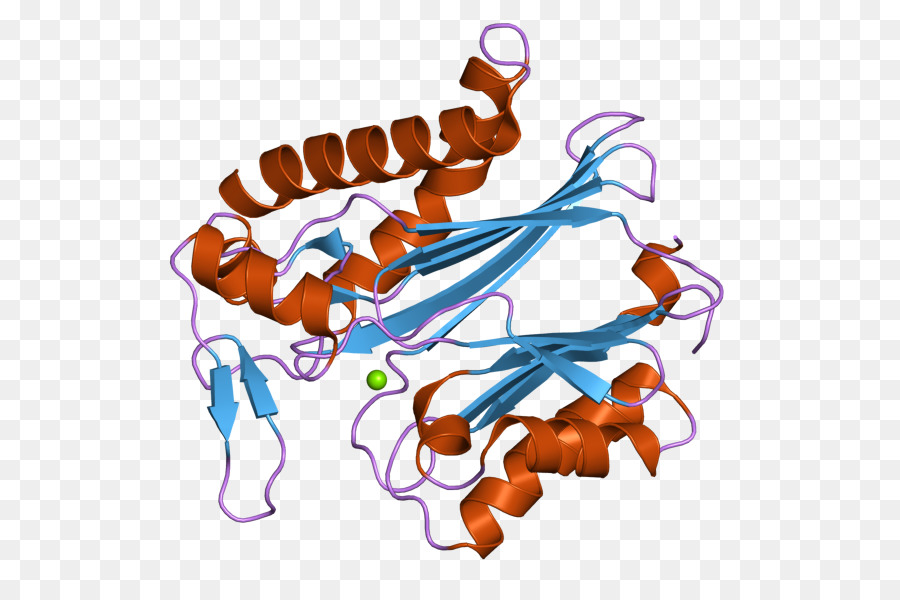 Ppm1k，โปรตีน Phosphatase PNG