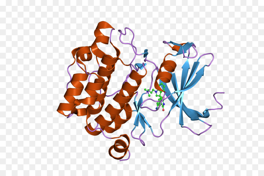 Epidermal การการเจริญเติบโตของปัจจั Receptor，Epidermal การการเจริญเติบโตของปัจจั PNG