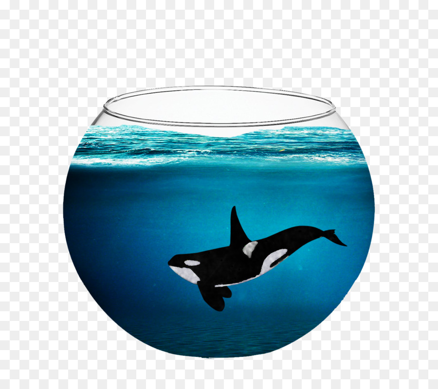 Orca ใน Fishbowl，วาฬ PNG