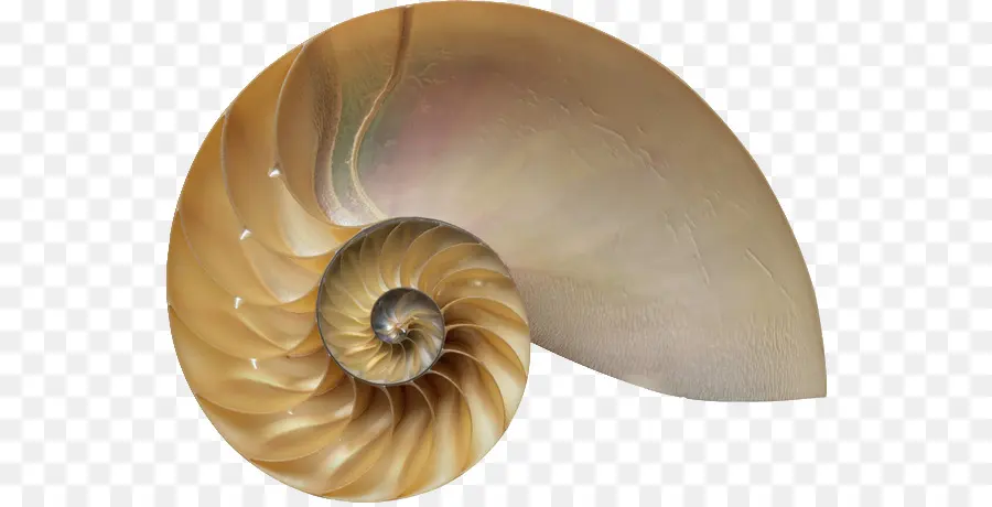 หอย Nautilus，ทะเล PNG