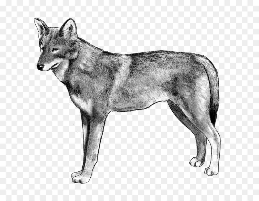 Saarloos Wolfdog，โกส Wolfdog PNG