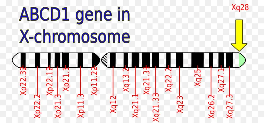 ยีน Abcd1，X Chromosome PNG