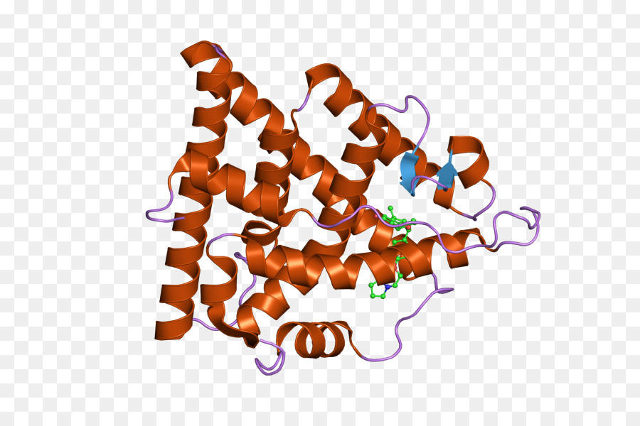 โครงสร้างโปรตีน，โมเลกุล PNG