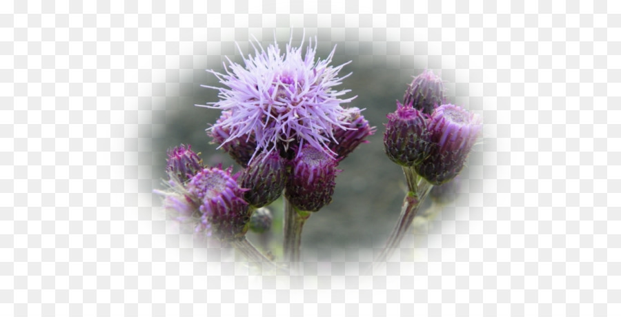 Color，Cardoon PNG