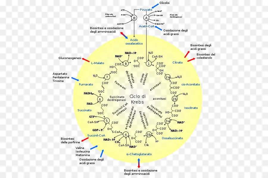 รอบ Krebs，ชีวเคมี PNG
