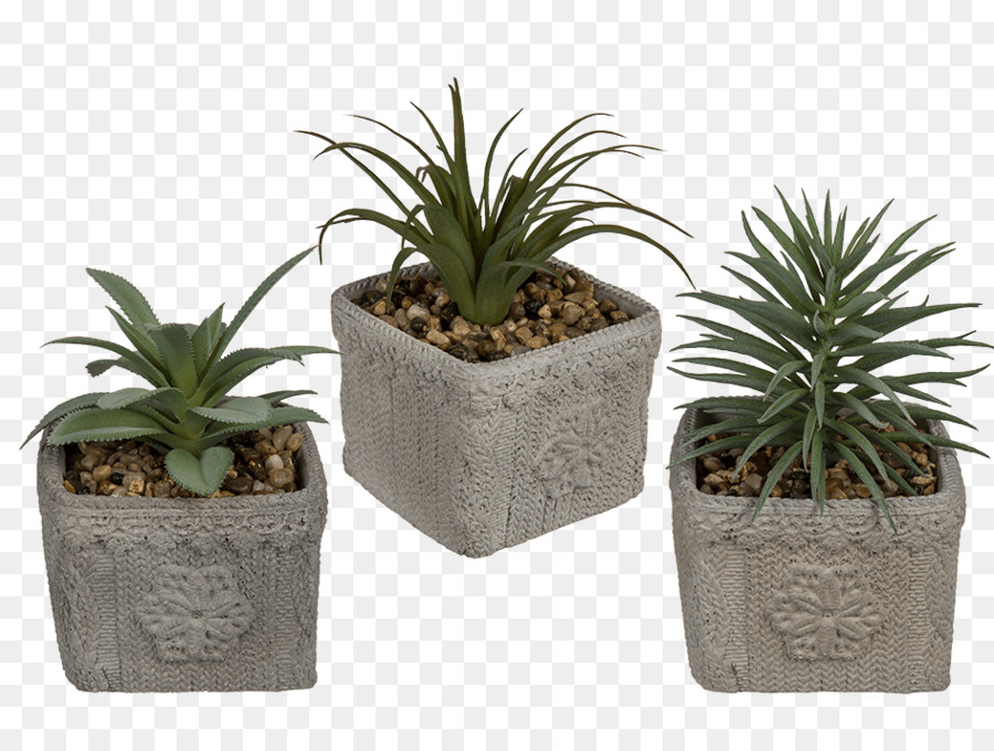 กระถาง，Cactaceae PNG