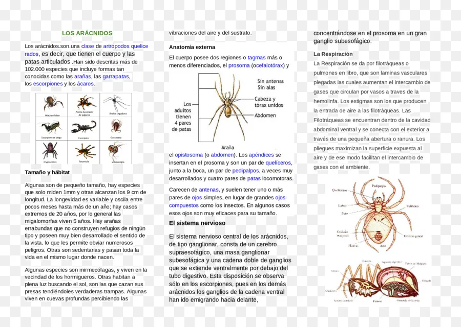 Arachnids，แมงมุม PNG