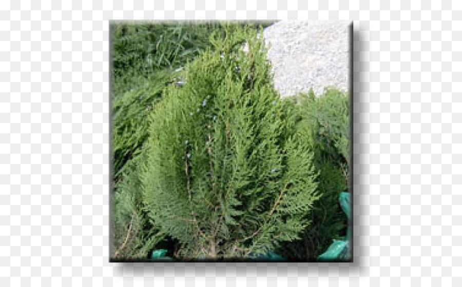 เปอร์，Arborvitae PNG