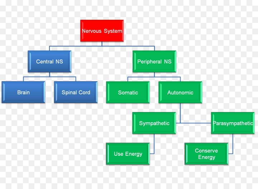 กิจกรรมทางเศรษฐกิจ，ชื่อของถูกกฎหมาย PNG