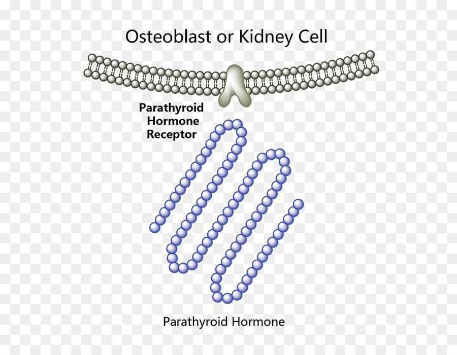 Parathyroid ฮอร์โมน，Parathyroid ต่อมน้ำเหลืองที่อ PNG