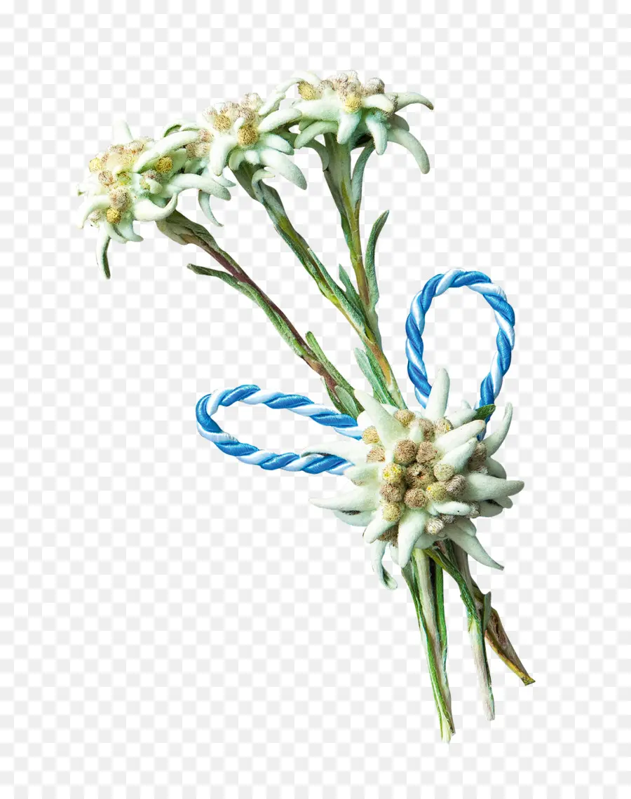 ดอกไม้ Edelweiss，ปลูก PNG