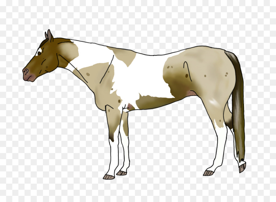 แผง，Foal PNG