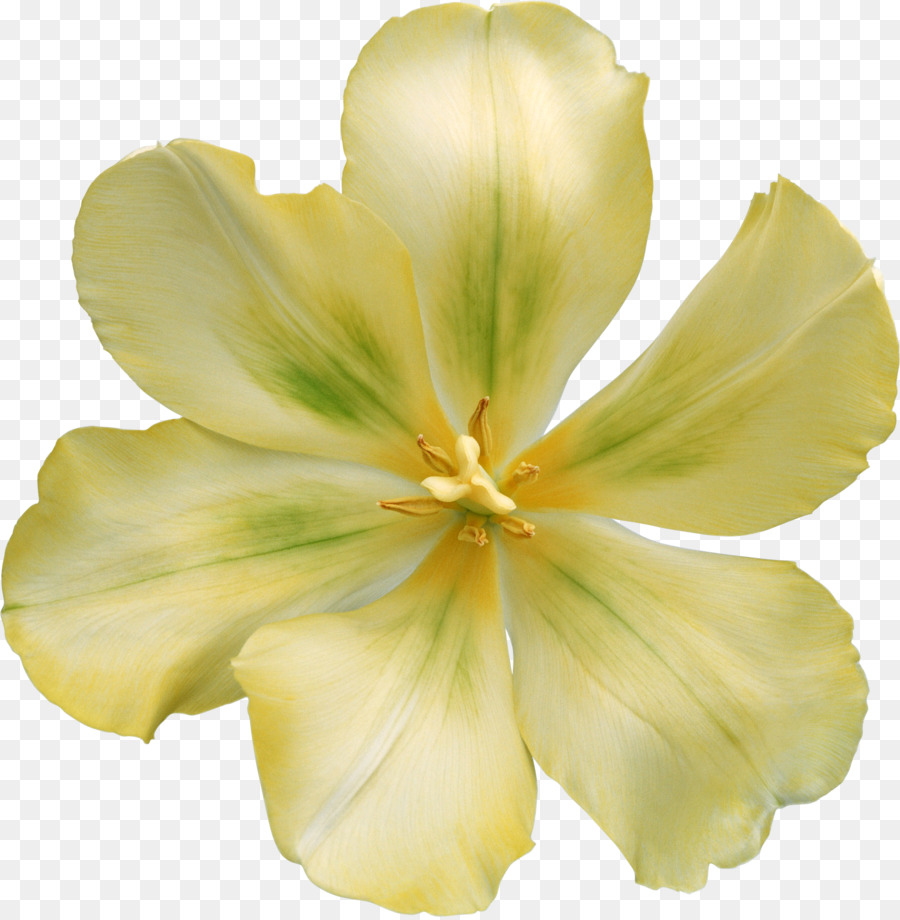 กลีบ，ดอกไม้ PNG