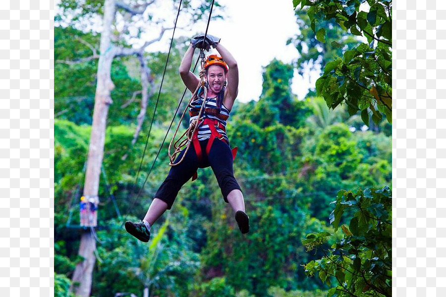 แวนัวตูกำลังข้ามป่าดงดิบ Zipline จองออฟฟิศ，สลิง PNG