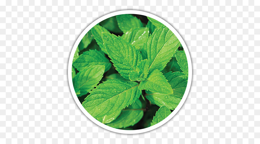 Mentha ค้อ，เปเปอร์มิ้นท์ PNG