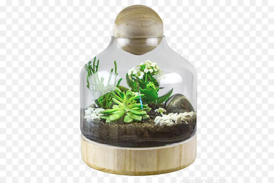 Terrarium，พืช PNG