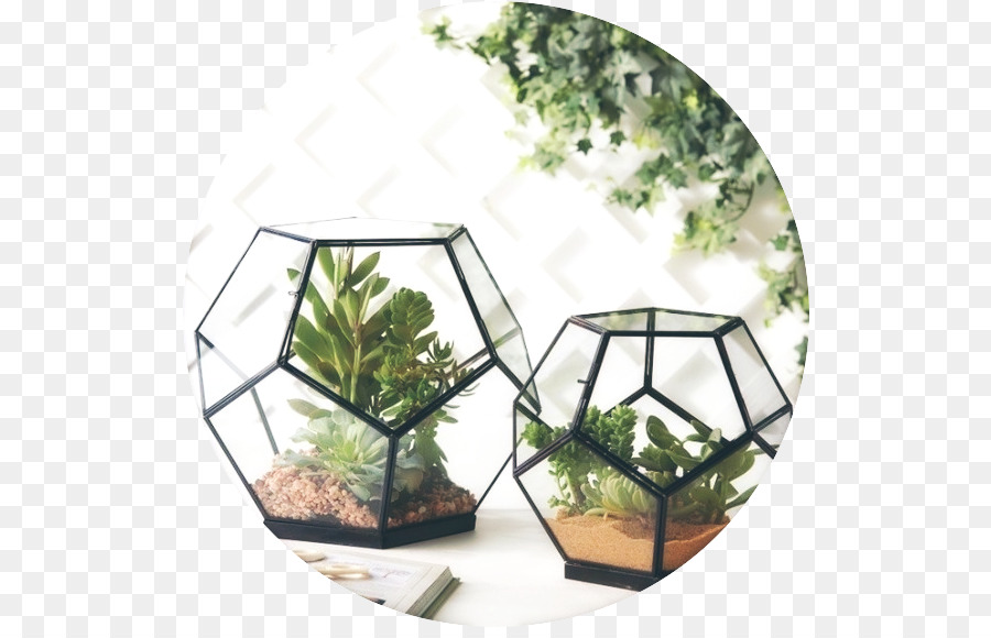 Terrariums เรขาคณิต，พืช PNG