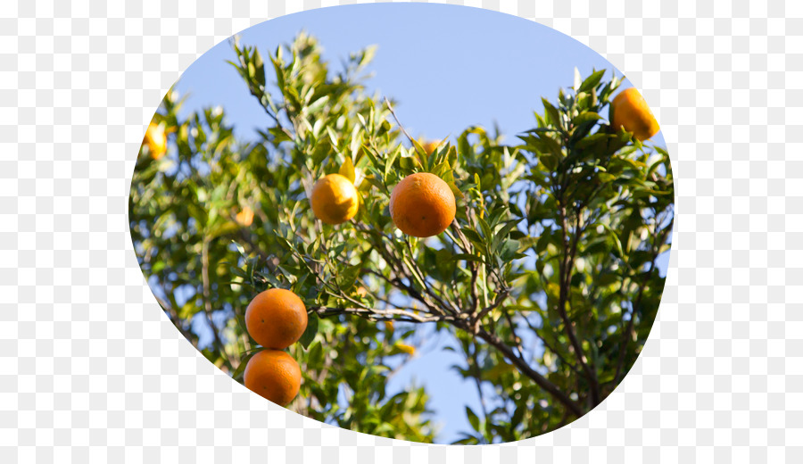 ส้ม，ความเกลียดสีส้ม PNG