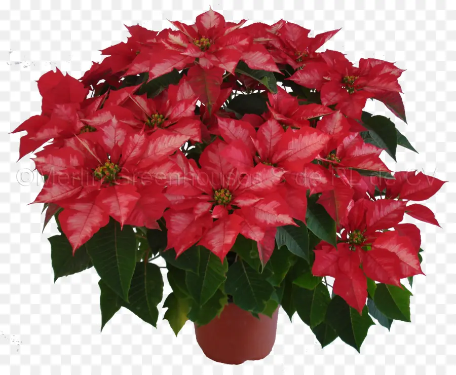 Poinsettia สีแดง，ปลูก PNG